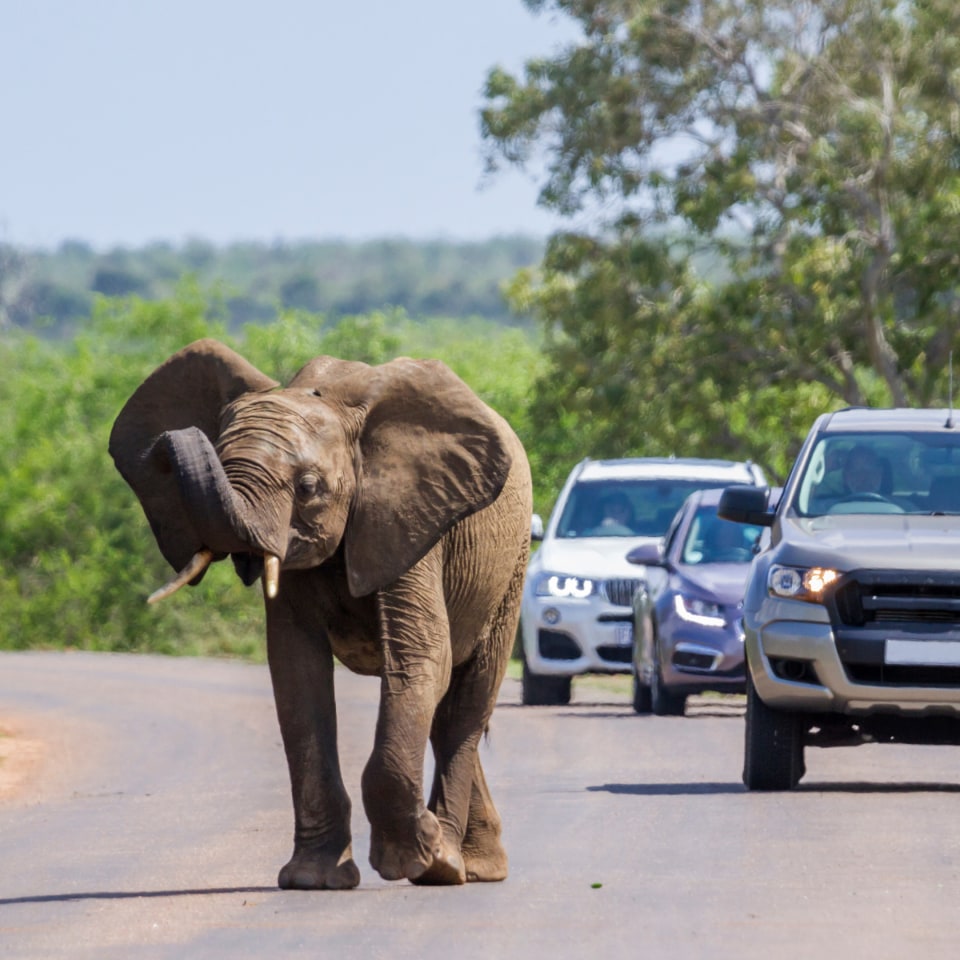 Nördliches Südafrika trifft Mosambiks Küste: eine Mietwagenreise